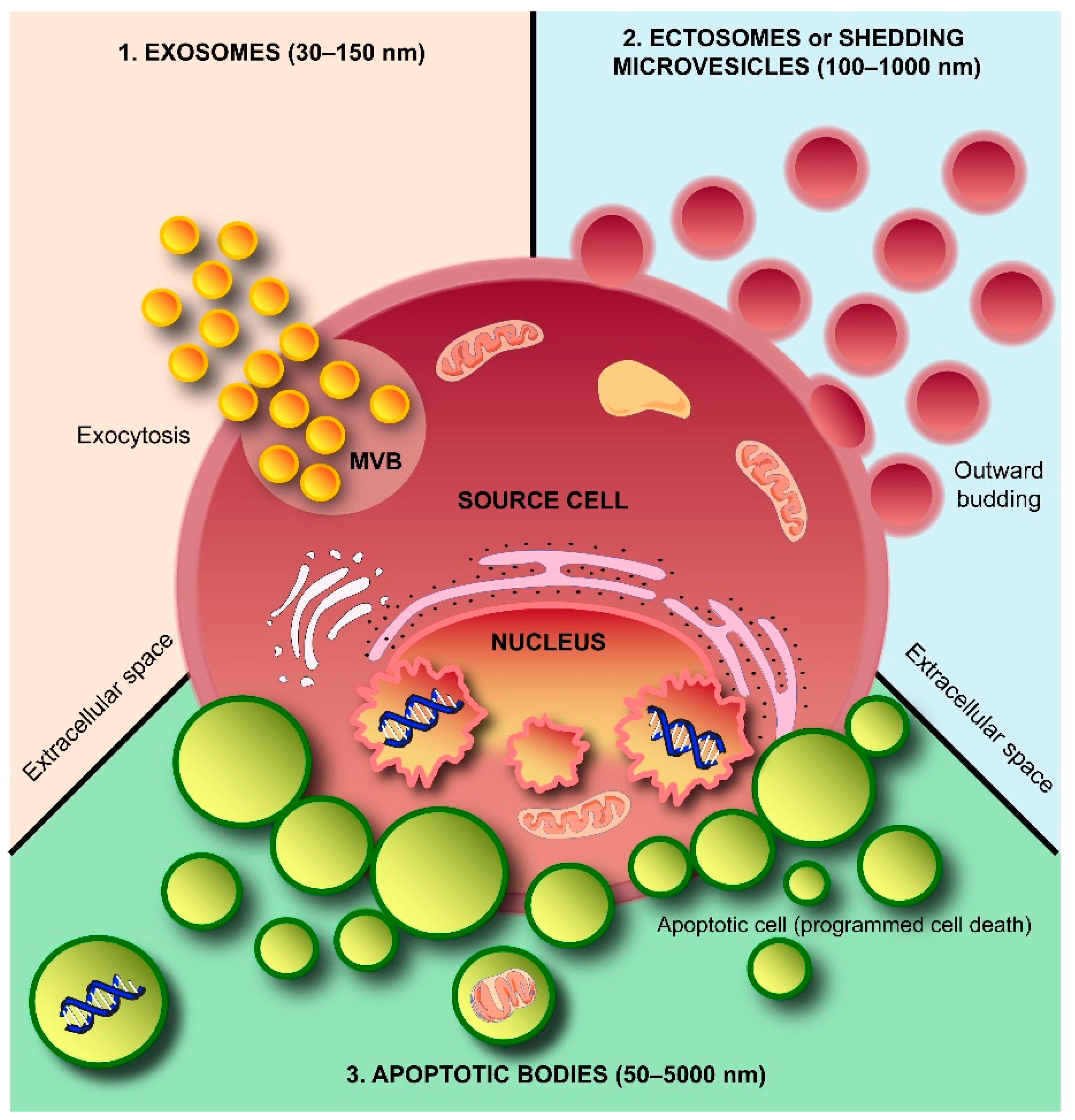 Vesiclepedia Home Extracellular Vesicles Database